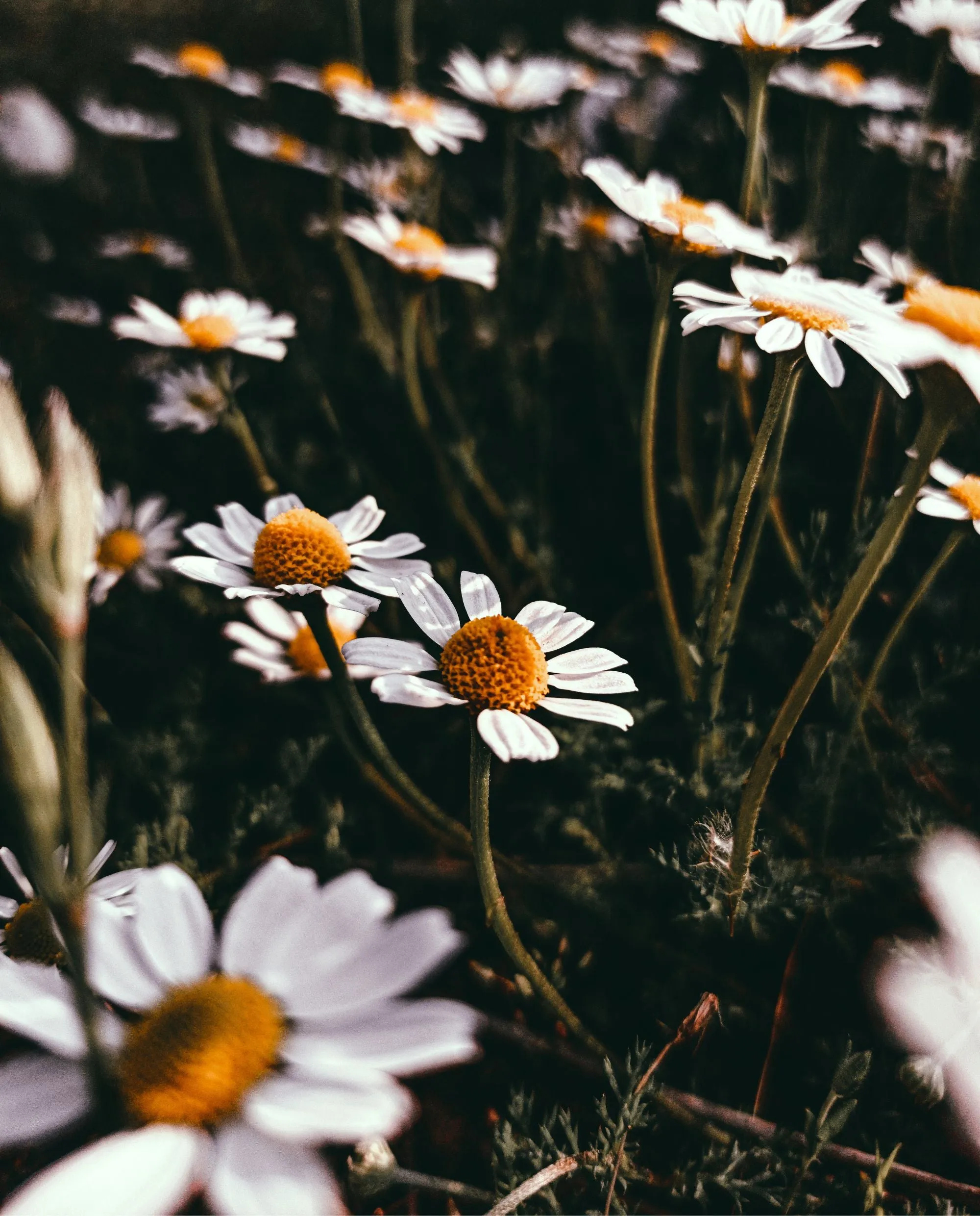 CHAMOMILE, GERMAN BLUE | Essential Oil